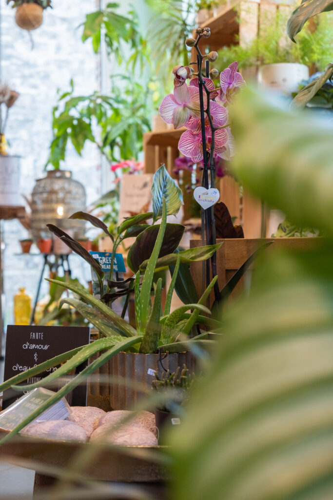 Plantes intérieurs et extérieurs